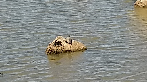 Picnic Ground «Gateway Island», reviews and photos, 1875 W College St, Murfreesboro, TN 37129, USA