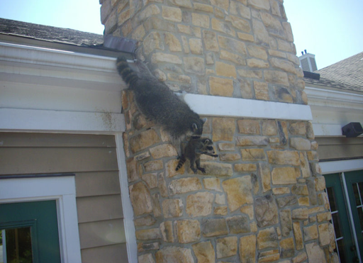 Pest Control Service «Critter Control», reviews and photos