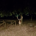 Photo n°1 de l'avis de Solange.r fait le 01/08/2021 à 15:47 sur le  Ristorante Poldino à Pisa