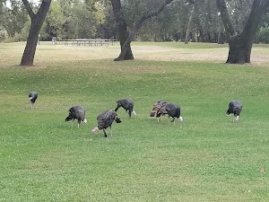 Ancil Hoffman Park - photo 44