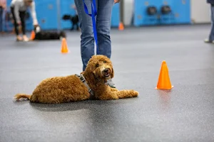 Paws & Play Dog Resort & Training Center image
