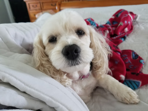 Pet Groomer «Precious Paws», reviews and photos, 221 N Marble St, Rockmart, GA 30153, USA