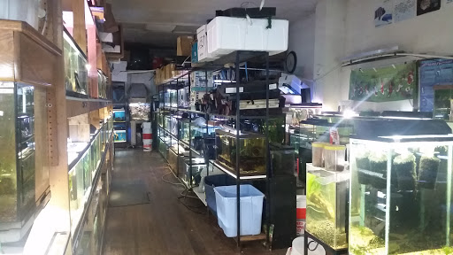 Conway Tropical Fish