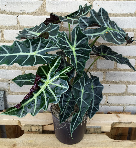 Florist «The Flower Lady», reviews and photos, 1417 Underwood Ave, Milwaukee, WI 53213, USA