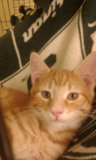 Pet Supply Store «Petco Animal Supplies», reviews and photos, 330 Orchard Park Rd, West Seneca, NY 14224, USA