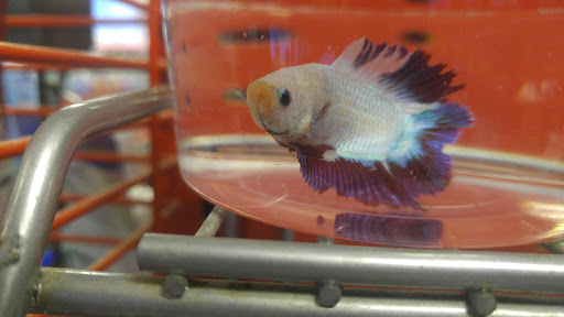 Pet Supply Store «Petco Animal Supplies», reviews and photos, 1210 Providence Hwy, Norwood, MA 02062, USA