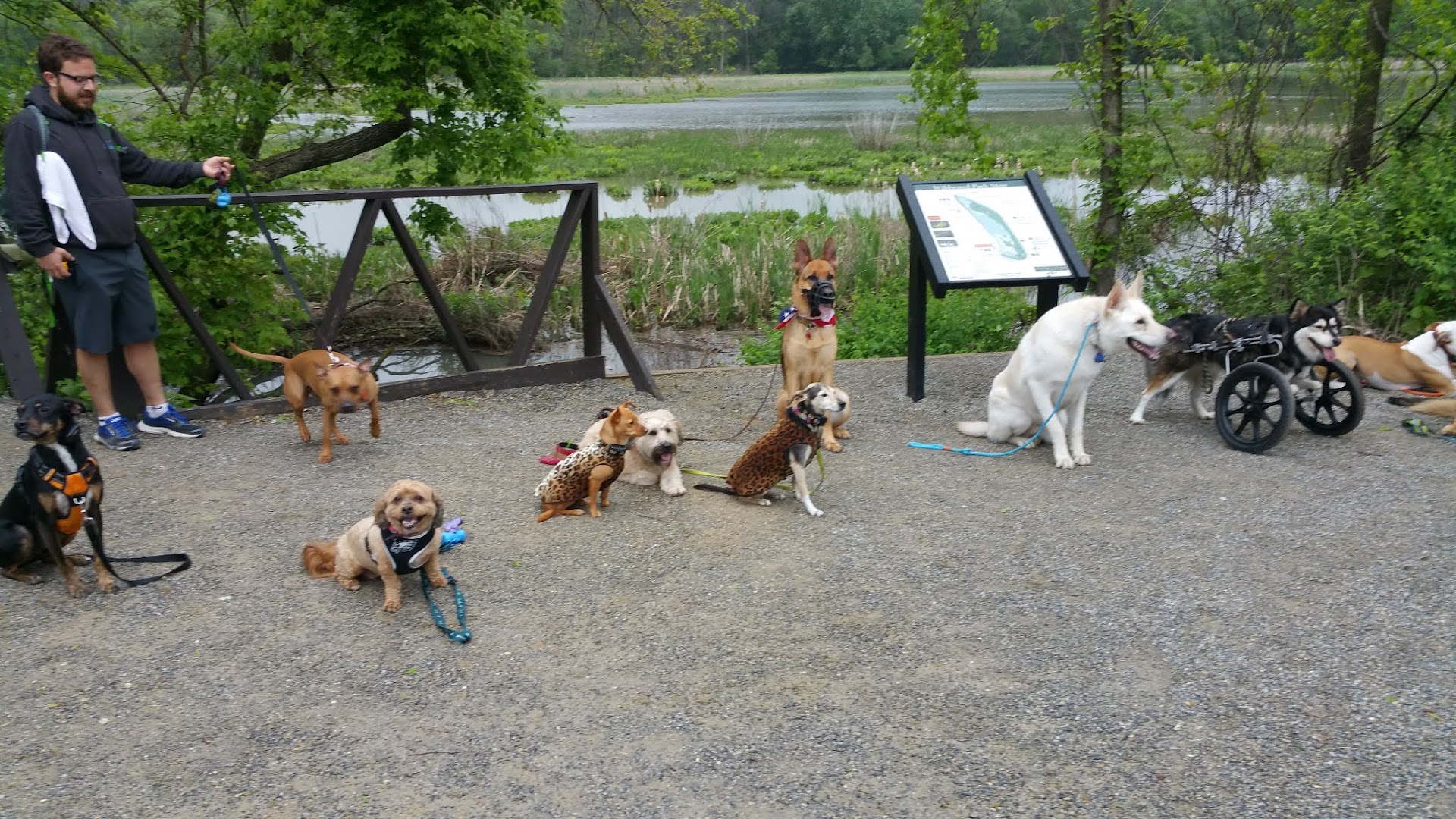 Riverfront Dog Training