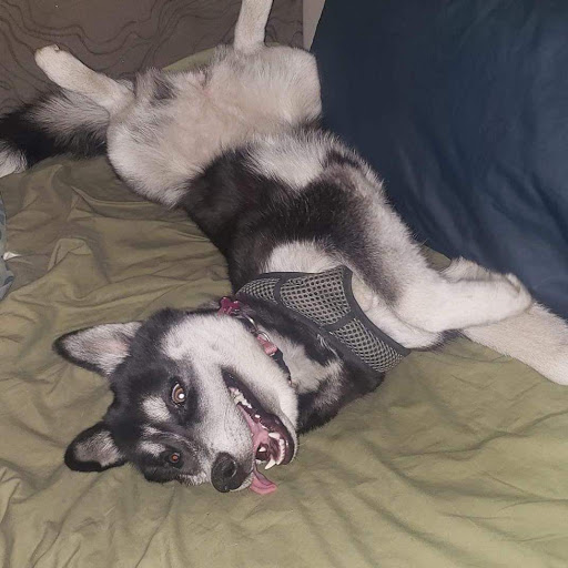 Pet Supply Store «PetSmart», reviews and photos, 10697 E US Hwy 36, Avon, IN 46123, USA