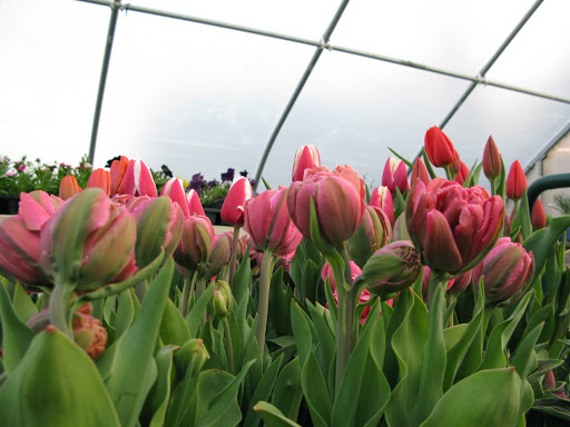 Garden Center «Victoria Gardens», reviews and photos, 1 Cottekill Rd, Rosendale, NY 12472, USA