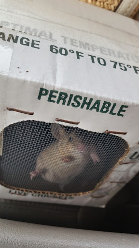 Pet Store «Tye-Dyed Iguana - Reptiles», reviews and photos, 1905 W U.S. 50, Fairview Heights, IL 62208, USA