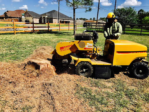 Marion's Tree Surgeon