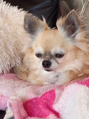 Reviews of Parkavon Kennels & Doggy Daycare in Christchurch - Dog trainer