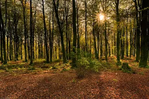 Mullaghmeen Forest image