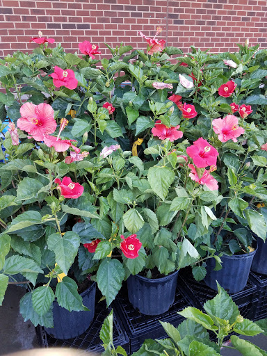 Grocery Store «Safeway», reviews and photos, 40 Shining Willow Way, La Plata, MD 20646, USA