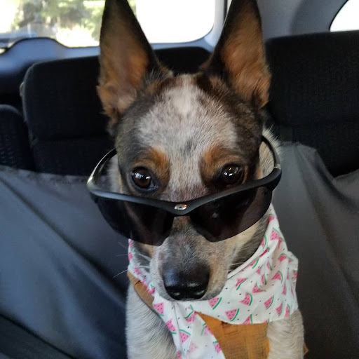 Pet Supply Store «Mud Bay», reviews and photos, 3 Monroe Pkwy, Lake Oswego, OR 97035, USA