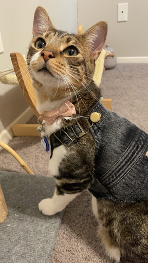 Pet Supply Store «PetSmart», reviews and photos, 5722 Fairmont Pkwy, Pasadena, TX 77505, USA