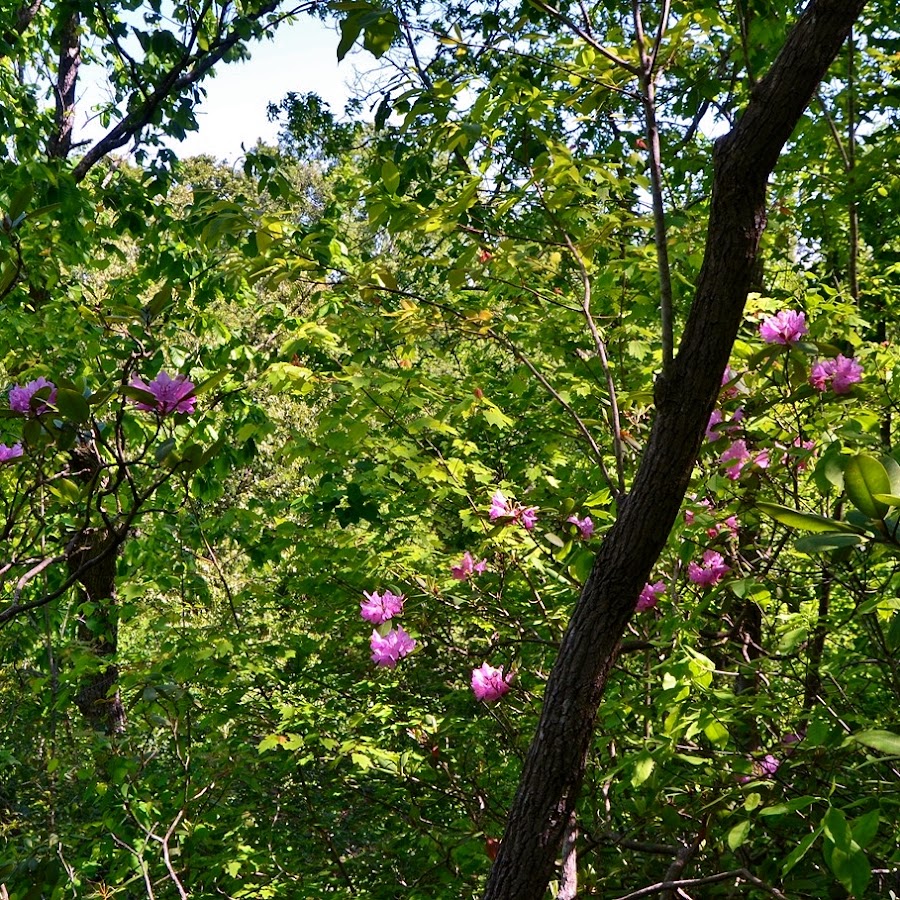 Flower Hill Nature Preserve