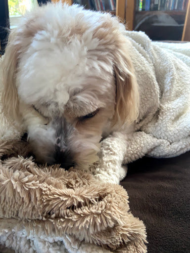 Pet Store «Village Pet Shop», reviews and photos, 701 N Black Horse Pike, Williamstown, NJ 08094, USA