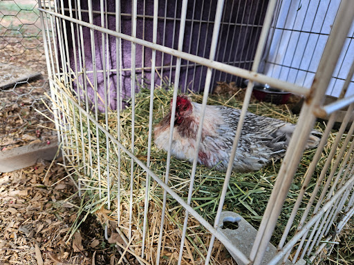 Animal Medical Center of Corona image