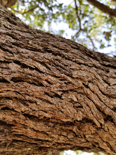 National Park «Overlook Park», reviews and photos, 601 Coe Rd, Canyon Lake, TX 78133, USA