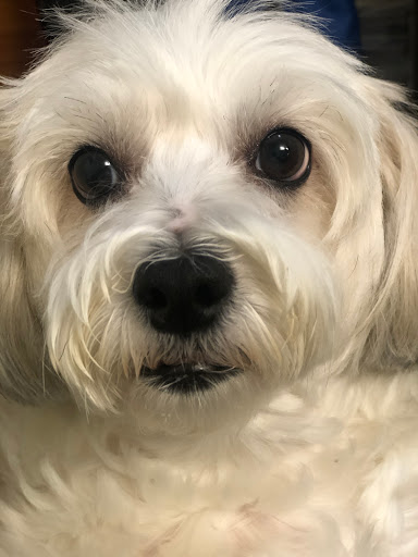 Pet Supply Store «PetSmart», reviews and photos, 33963 Doheny Park Rd, San Juan Capistrano, CA 92675, USA