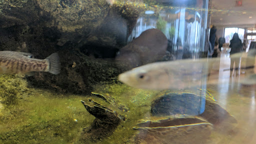 Natural History Museum «South Fork Natural History Museum & Nature Center», reviews and photos, 377 Bridgehampton-Sag Harbor Turnpike, Bridgehampton, NY 11932, USA