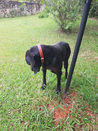Taxi Dog Alemao em São Paulo - SP