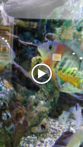 Tropical Fish Store «Aquarium Adventure», reviews and photos, 744 E Boughton Rd, Bolingbrook, IL 60440, USA