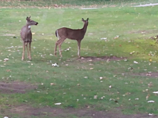 Golf Course «Cherry Ridge Golf», reviews and photos, 1211 W River Rd N, Elyria, OH 44035, USA