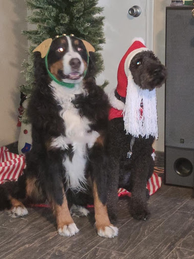 Pet Supply Store «PetSmart», reviews and photos, 1733 S Stapley Dr, Mesa, AZ 85204, USA