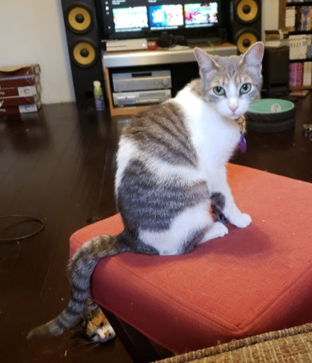 Thrift Store «Alpine Humane Society Thrift Store», reviews and photos, 706 N 5th St, Alpine, TX 79830, USA