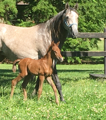 Rudolphi Veterinary Services image