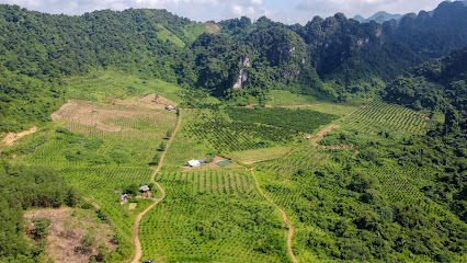 Thung Cha Organic - Nông trại Cam Cao Phong Hòa Bình