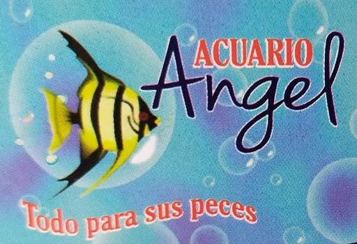 Acuario Angel