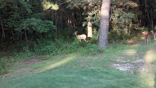 Golf Course «Ocean County Golf Course», reviews and photos, 301 Chambersbridge Rd, Brick, NJ 08723, USA