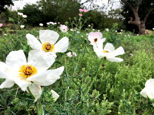 Nature Preserve «McAllen Nature Center», reviews and photos, 4101 U.S. 83 Business, McAllen, TX 78501, USA