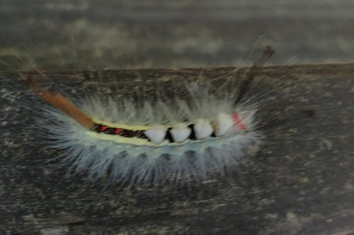 Nature Preserve «Hemlock Bluffs Nature Preserve», reviews and photos, 2616 Kildaire Farm Rd, Cary, NC 27511, USA