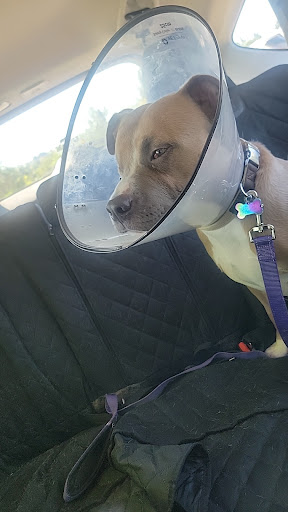 Town & Country Animal Hospital: Ricks Tom DVM image