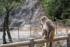 Kam Shan Country Park image