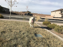 Paws In Action, LLC - Photo 4 - Car repair in , Albuquerque