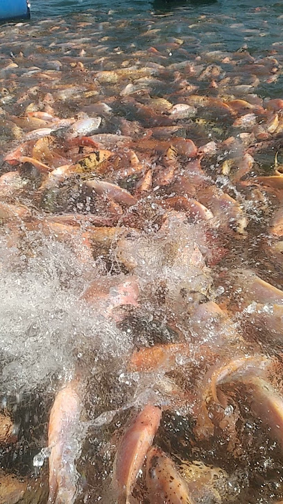 Jibril FISHING (sedia ikan nila & lapak pemancingan)