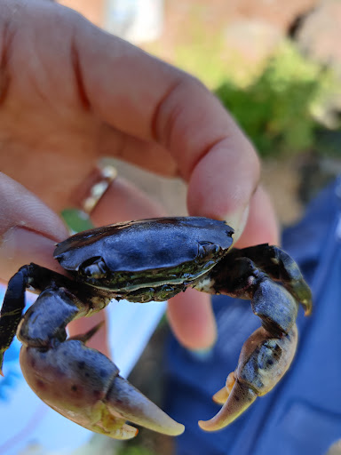 Park «Lemon Creek Park», reviews and photos, Hylan Blvd, Staten Island, NY 10309, USA