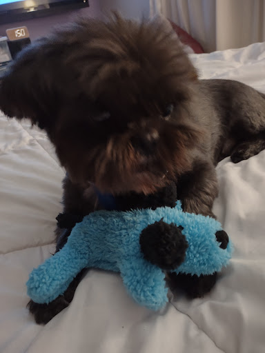 Pet Supply Store «Pet Supplies Plus», reviews and photos, 11525 S Saginaw St, Grand Blanc, MI 48439, USA