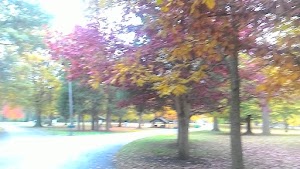 Deming Park - photo 47