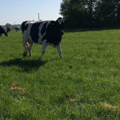 Gaec du Brionneau à Longuenée-en-Anjou