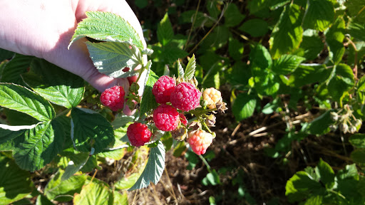 Produce Market «Berry Patch Farms», reviews and photos, 13785 Potomac St, Brighton, CO 80601, USA