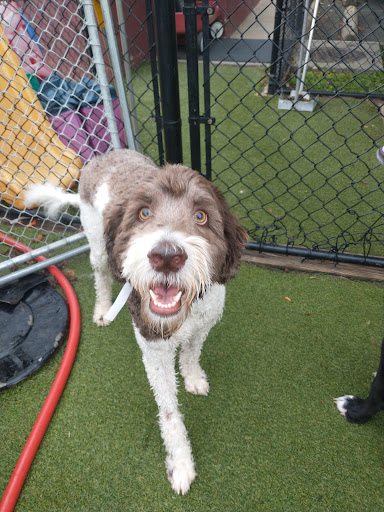 Kennel «Pampered Pets», reviews and photos, 601 Concord Ave, Charlottesville, VA 22903, USA