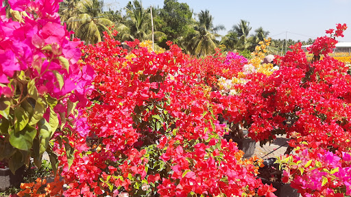 Làng hoa giấy Bến Tre (Phú sơn Chợ Lách)
