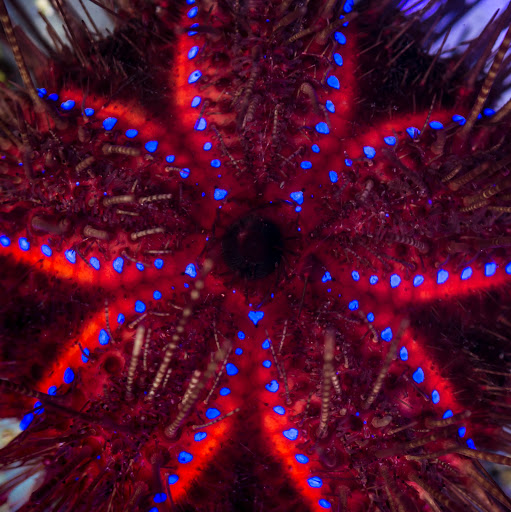 Pet Supply Store «Reef Plus», reviews and photos, 935 Oak St, North Aurora, IL 60542, USA