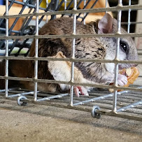 Wildernex LLC Wildlife Control - Photo 8 - Car repair in Magnolia, TX, The Woodlands